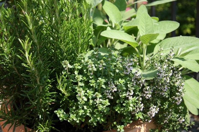 Δημιουργήστε τη δική σας μικρή συλλογή από αρωματικά φυτά στο μπαλκόνι ή τον κήπο σας