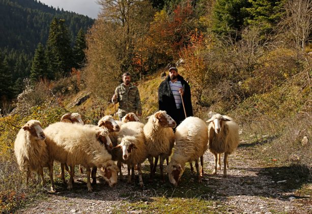 O Νίκος Κέλλας συνεχίζει την κτηνοτροφική παράδοση με μια παλιά ελληνική φυλή προβάτου